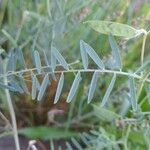 Vicia monantha Levél