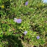 Ceanothus thyrsiflorusFlower