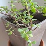 Portulacaria afra ᱥᱟᱠᱟᱢ