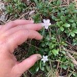 Claytonia rosea Λουλούδι