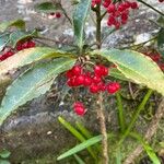 Ardisia crenataFrutto