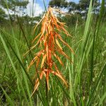 Eulophia walleri Flower