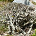 Tylecodon paniculatus Bark