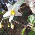 Solanum nigrum Kwiat