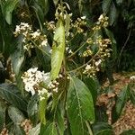 Nectandra membranacea Feuille