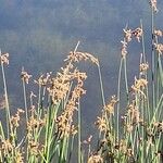 Schoenoplectus tabernaemontani Flower