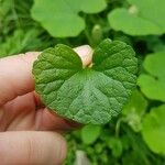 Centella asiatica 葉