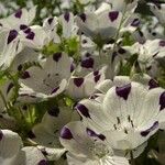 Nemophila maculata Kvet