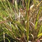 Setaria viridis Hoja