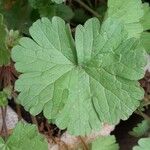 Geranium rotundifolium Листок