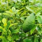 Citrus australasica Fruct