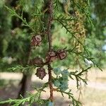 Cupressus lusitanica Плод