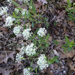 Ceanothus herbaceus Hábito