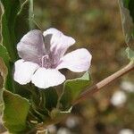 Dyschoriste schiedeana 花