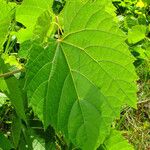 Vitis vulpina 叶