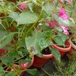 Impatiens walleriana Агульны выгляд