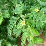 Tribulus terrestris 花