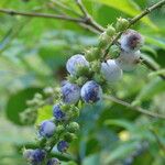 Gonzalagunia hirsuta Fruit