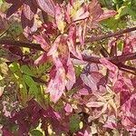 Thalictrum flavum Leaf