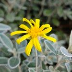 Brachyglottis greyi Kvet