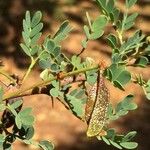 Vachellia permixta Folha