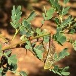 Vachellia permixta Levél