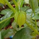 Physalis angulata Frutto