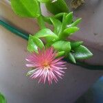 Mesembryanthemum cordifolium Fleur