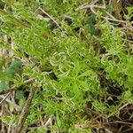 Galium tricornutum Blatt