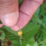 Sida rhombifolia 花