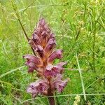 Orobanche lutea Bloem