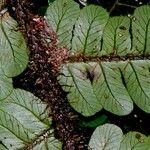 Cyathea ursina Hoja