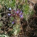 Echium thyrsiflorum Žiedas