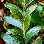 Tmesipteris tannensis Hoja