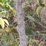 Zanthoxylum chalybeum बार्क (छाल)