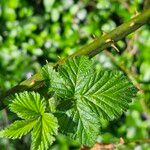 Rubus occidentalis Fuelha