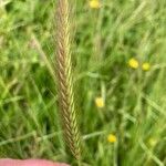 Hordeum secalinum Õis