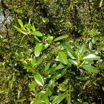 Pyracantha angustifolia Лист
