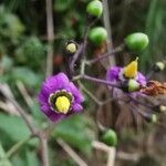 Solanum dulcamaraBlomst