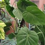 Philodendron hederaceum Hostoa