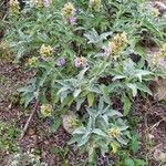 Salvia pomifera ശീലം