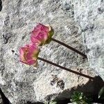 Ranunculus glacialis ফুল