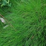 Festuca gautieri Habit