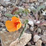 Kallstroemia grandiflora Yeri