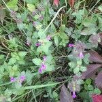 Clinopodium vulgareKukka