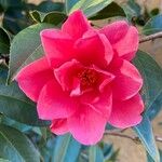 Camellia japonicaLorea