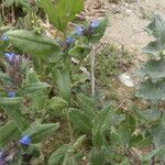 Anchusa thessala Лист