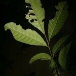 Trichilia schomburgkii Leaf