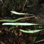 Lepisorus excavatus Leaf