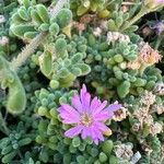 Drosanthemum floribundum برگ